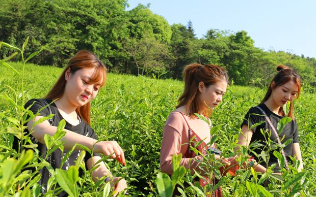 【相约春天】春风十里满山青 不如我们采茶去(图3)