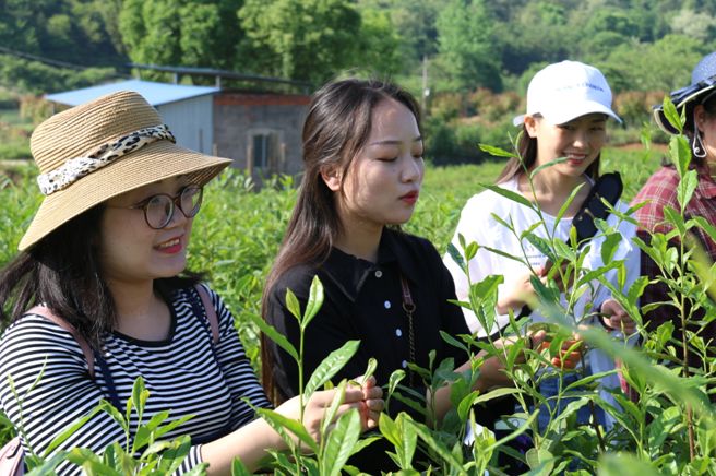 【相约春天】春风十里满山青 不如我们采茶去(图1)