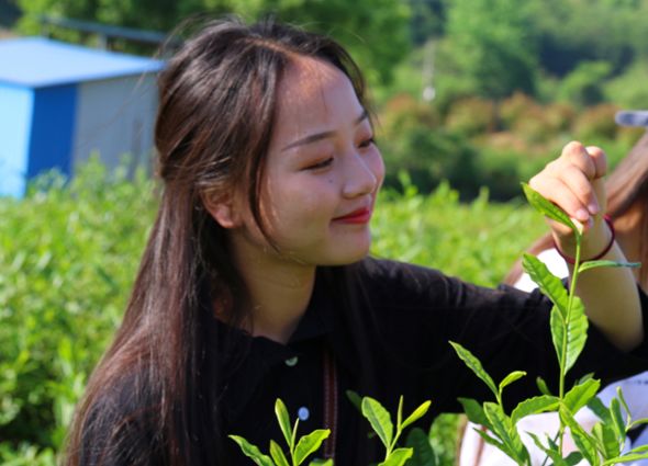 【相约春天】春风十里满山青 不如我们采茶去(图2)